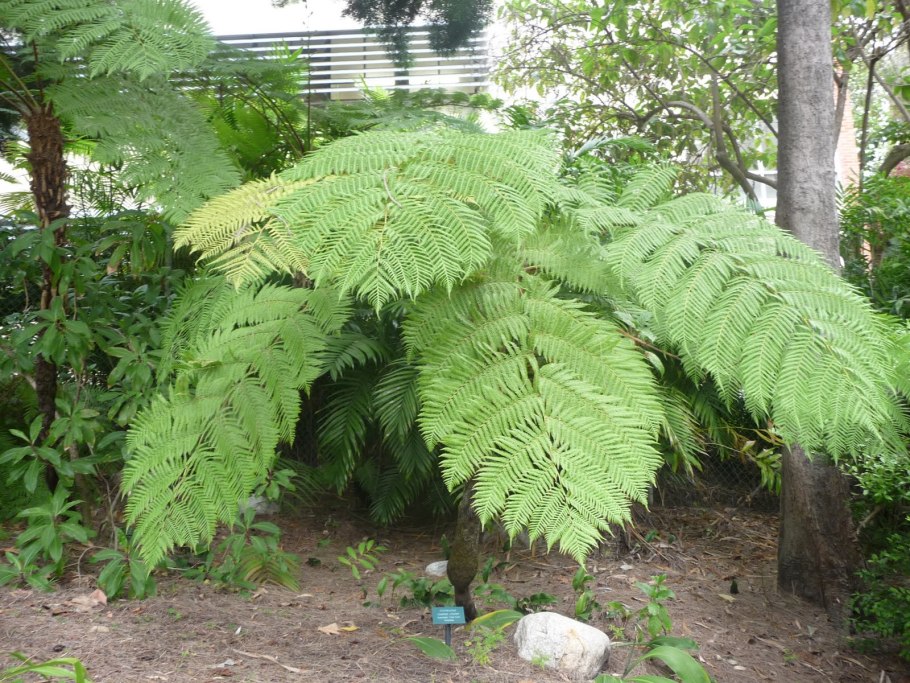 Cyathea dealbata