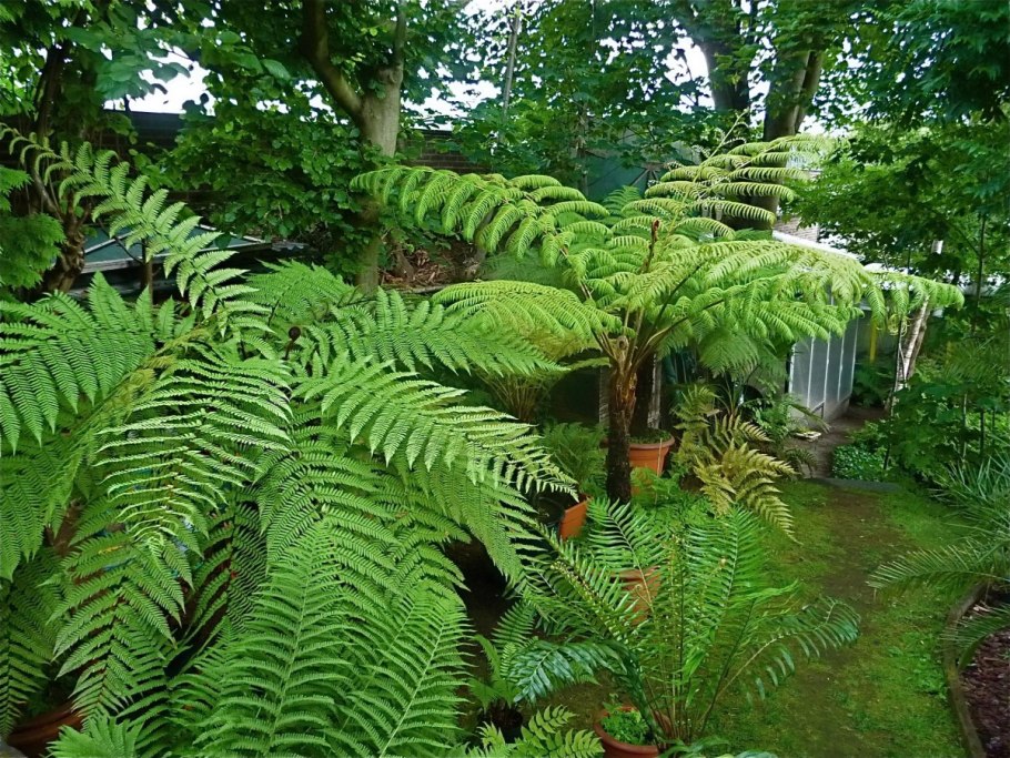 Циатея Брауна (Cyathea brownii)