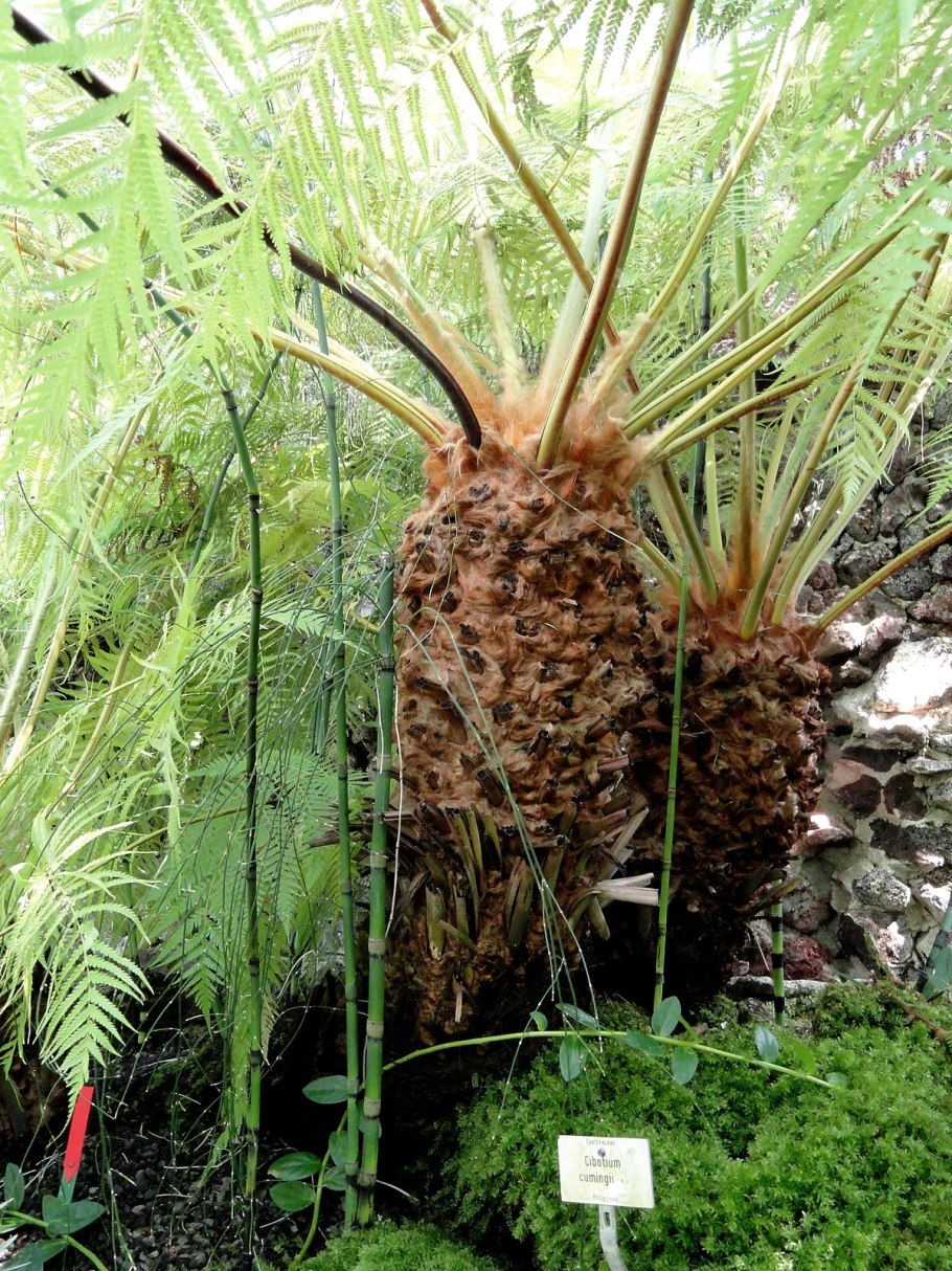 Царства растений подцарства и отделы