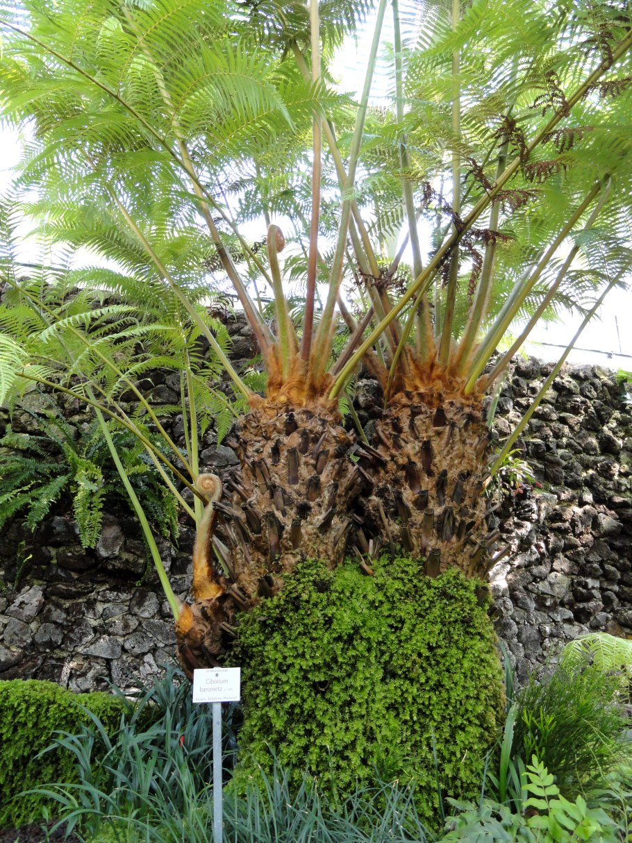 Dicksonia Antarctica растение