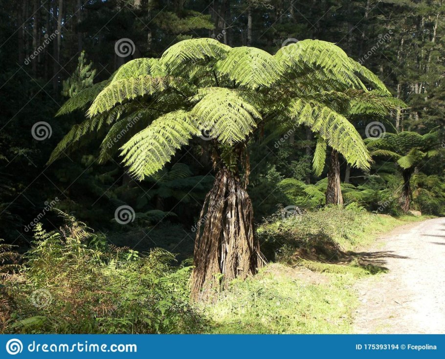 Древовидный папоротник Циатея