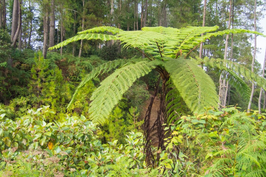 Папоротник thyrsopteris