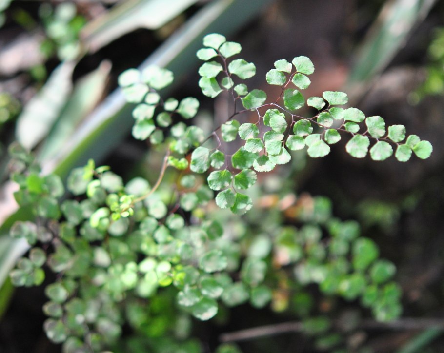 Циатея Брауна папоротник