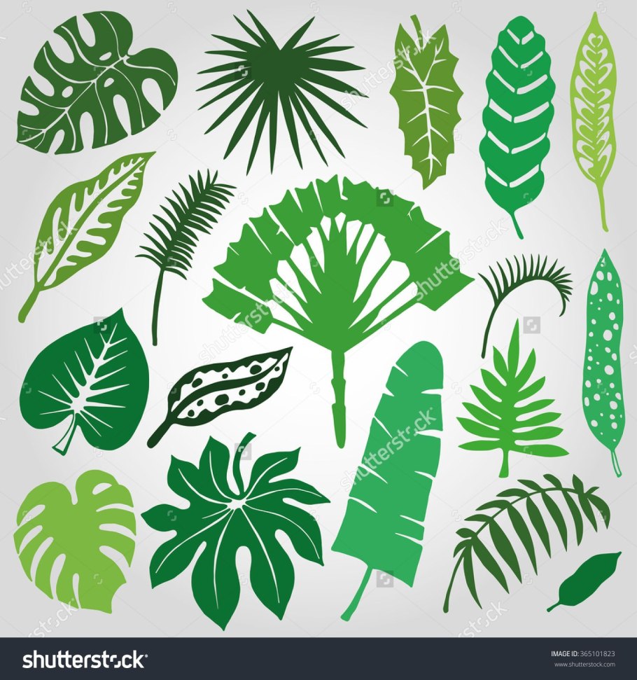 Монстера крупнолистная