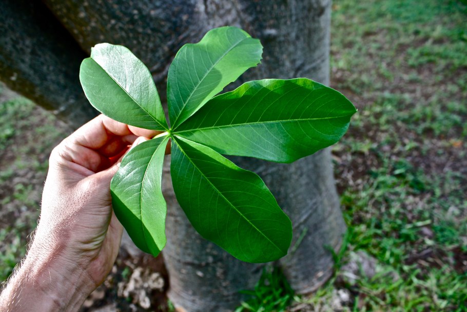 Дерево ситтим Акация