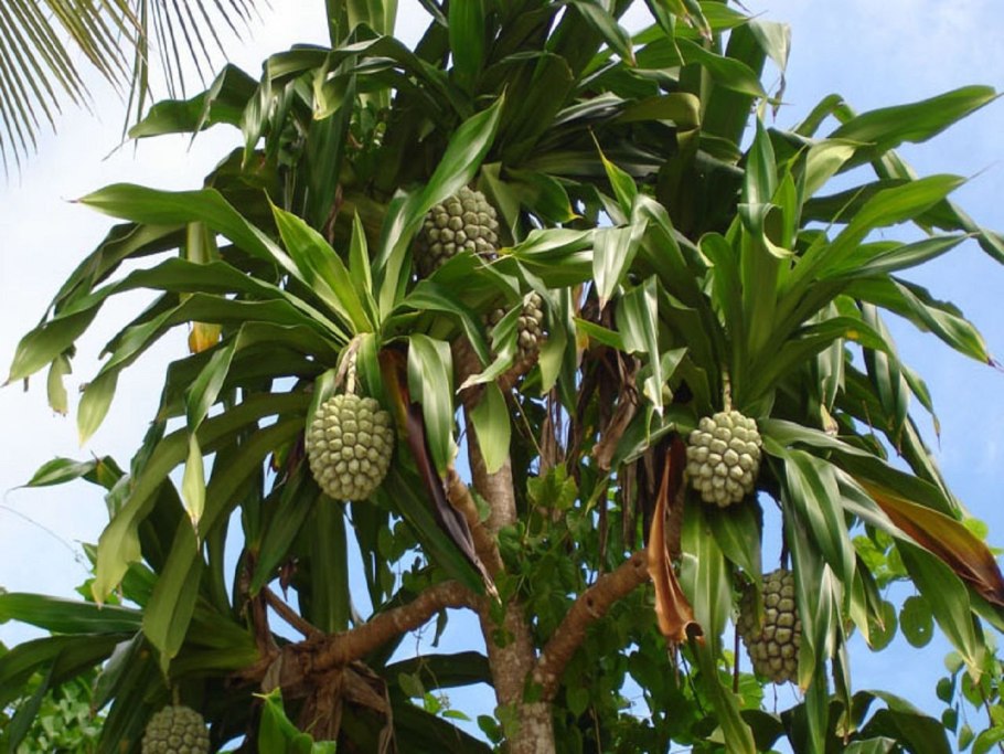 Рамка джунгли