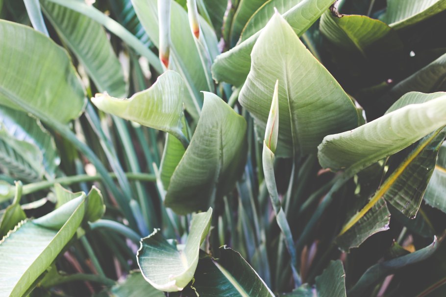 Лист монстеры референс