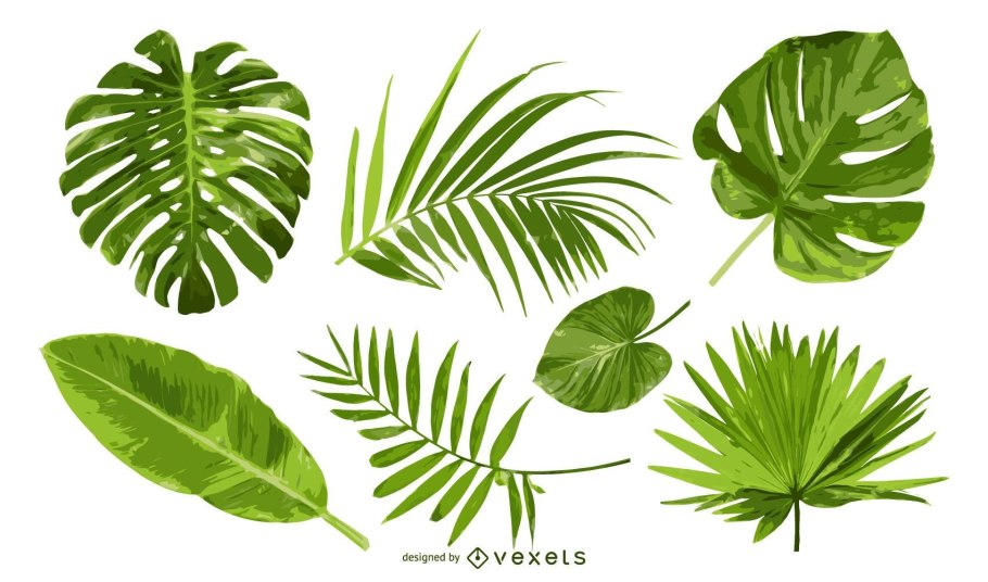 Тропические лианы