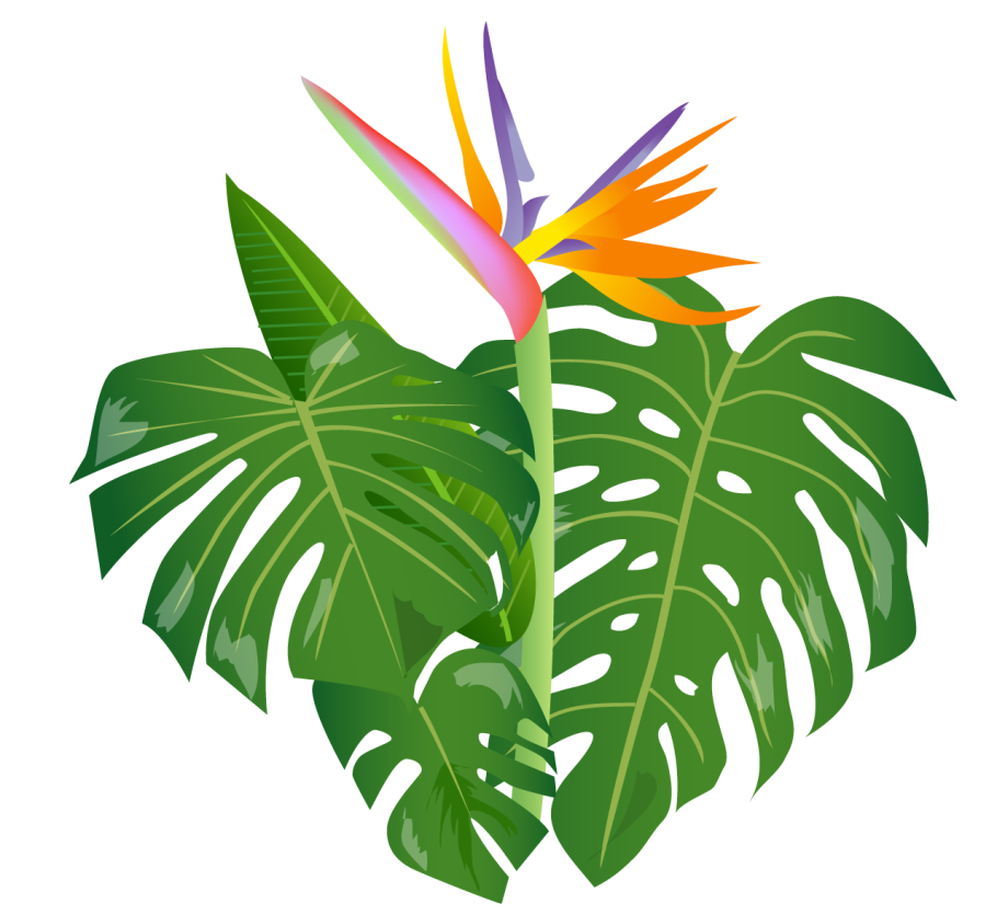 Лиана дерево в джунглях