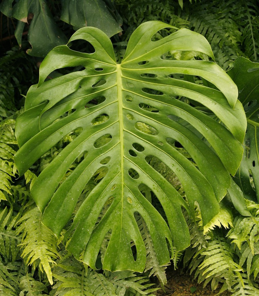 Пальма-Лиана тропических лесов