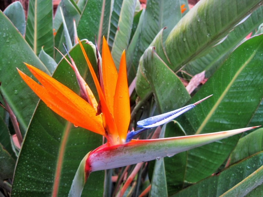 Красивые листья и экзотические цветы рисунки