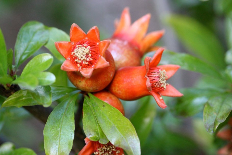 Гранат чашелистики