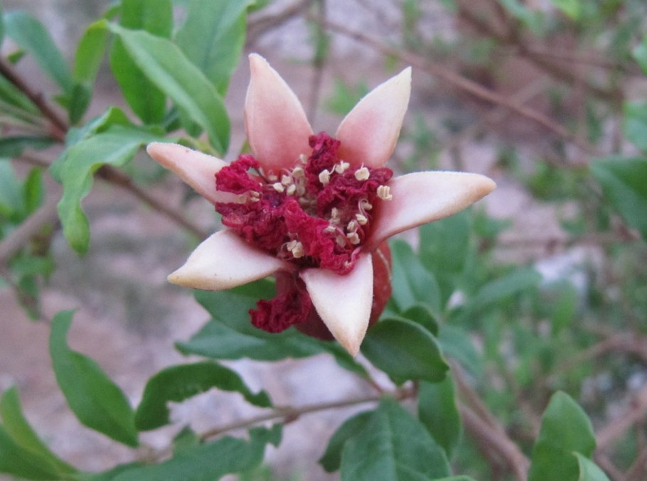 Гранат (гранатник) обыкновенный