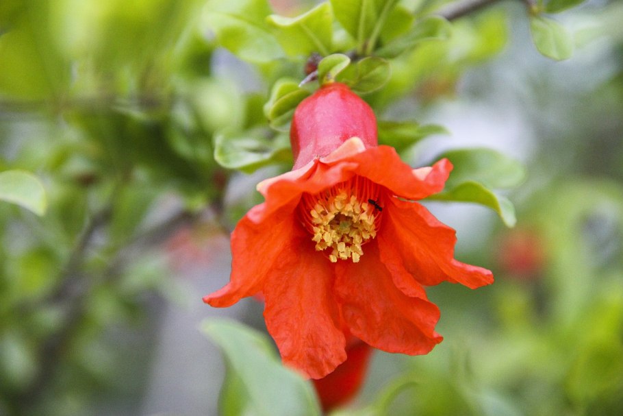 Цветок Помегранат