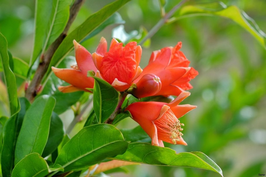 Гранатовое дерево цветет