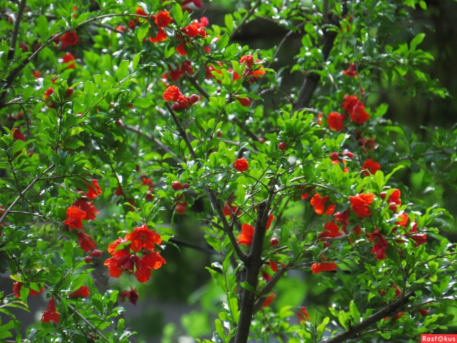 Гранатовое дерево цветет