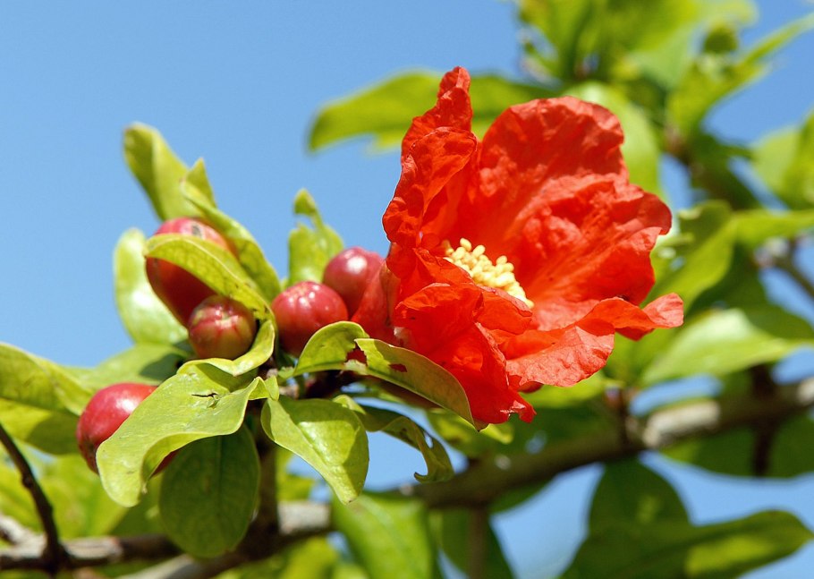 Гранат цветет