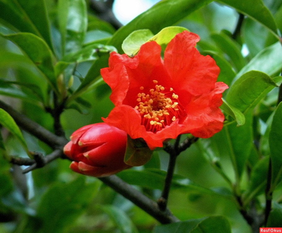 Гранат дерево или кустарник