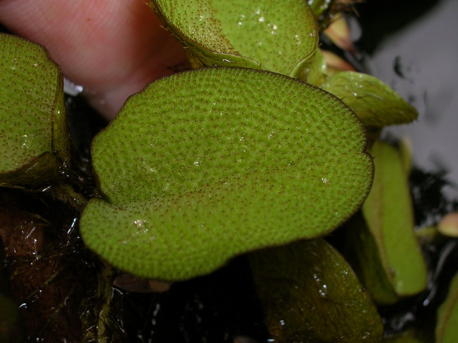 Salvinia oblongifolia