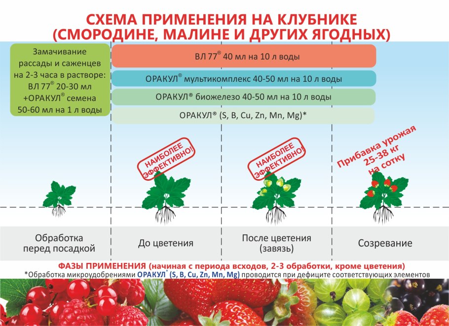 Схема подкормки клубники