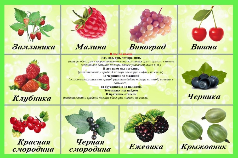 Смородина жимолость кусты