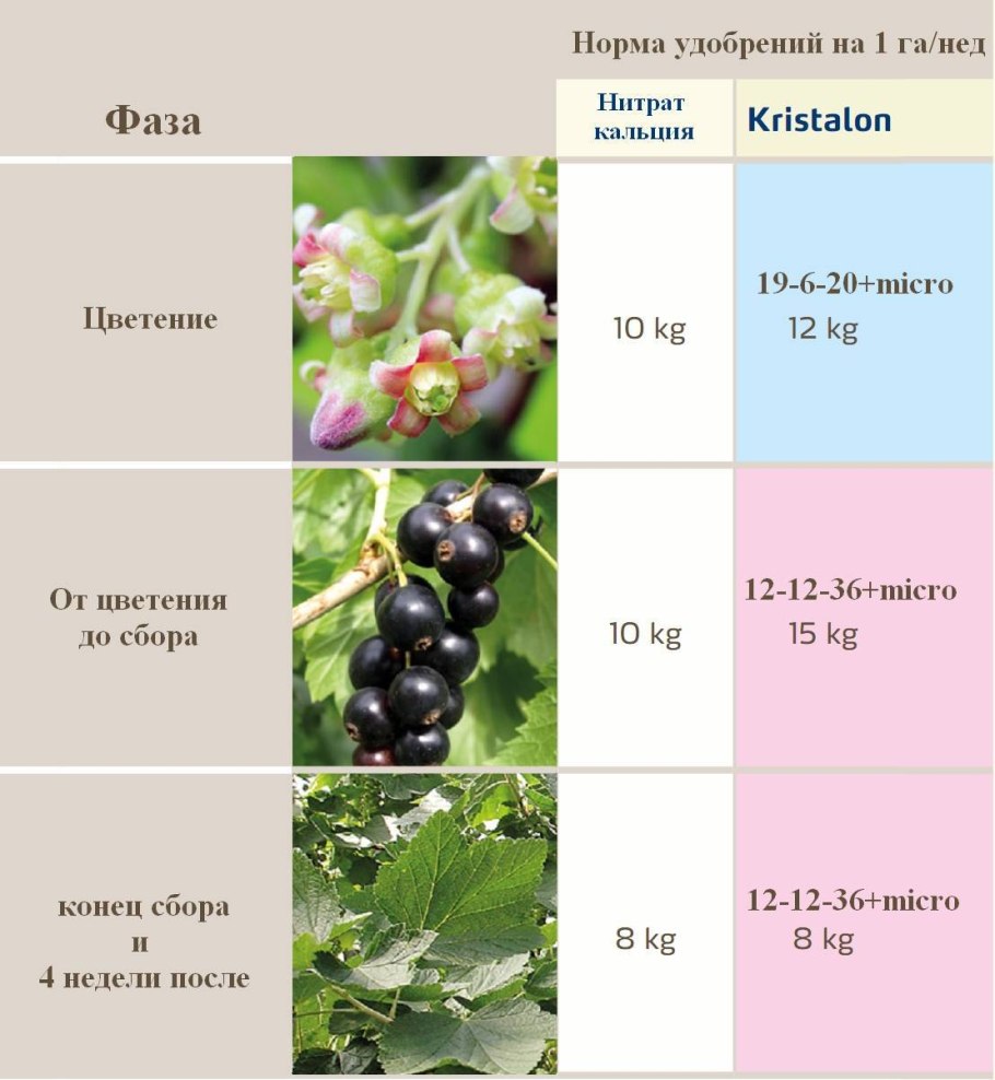 Крыжовник Приморский кустарник