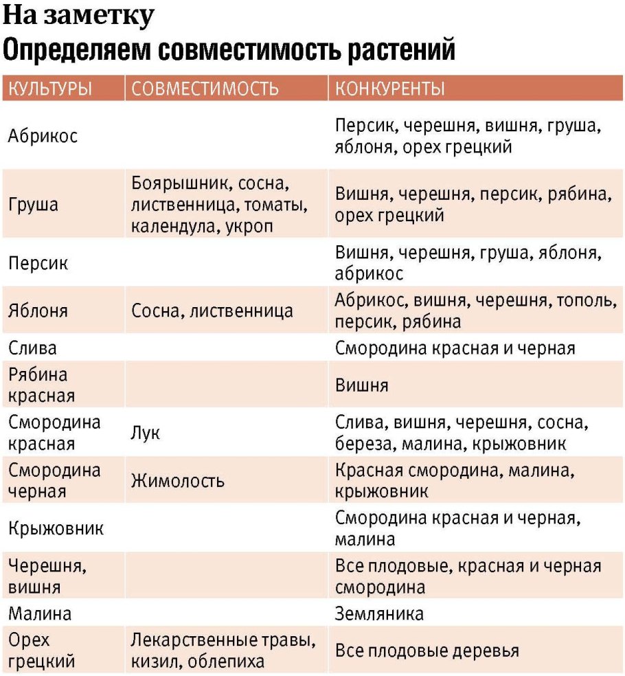Совместимость посадок плодовых деревьев и кустарников таблица