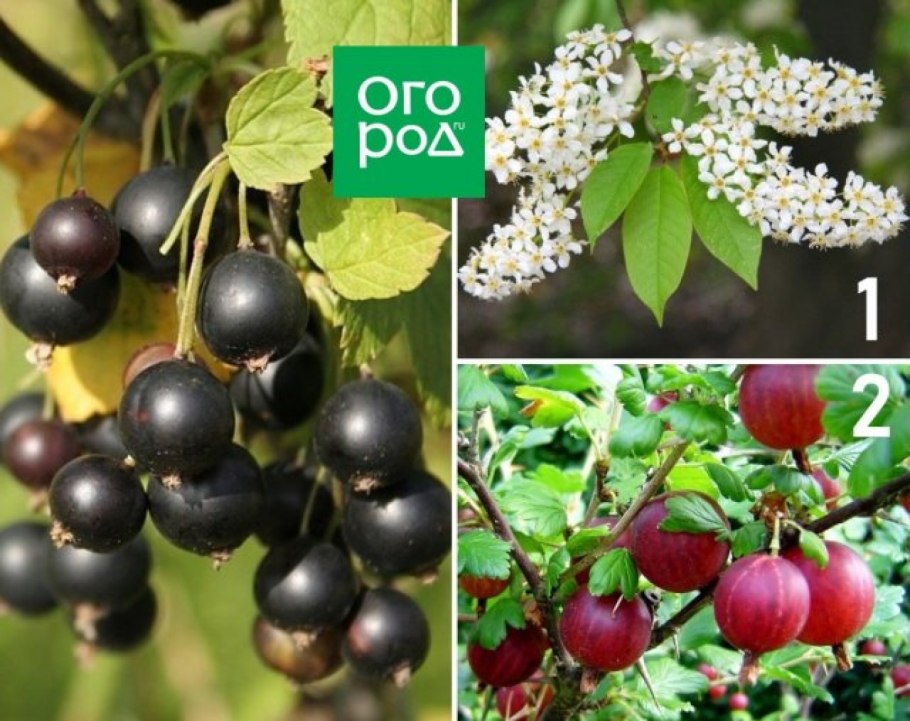 Схема совместимости овощей на грядке