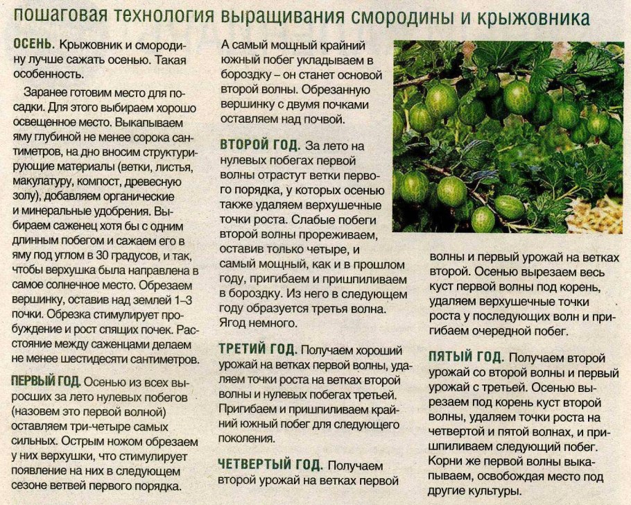 Садовые ягоды кустарники