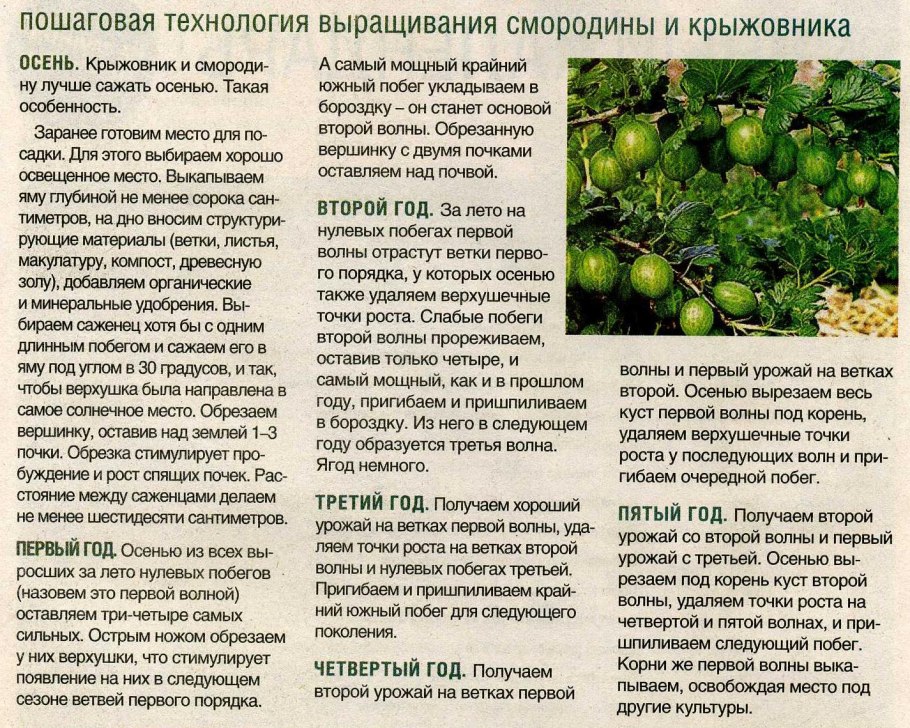 Смородина удобрения схема