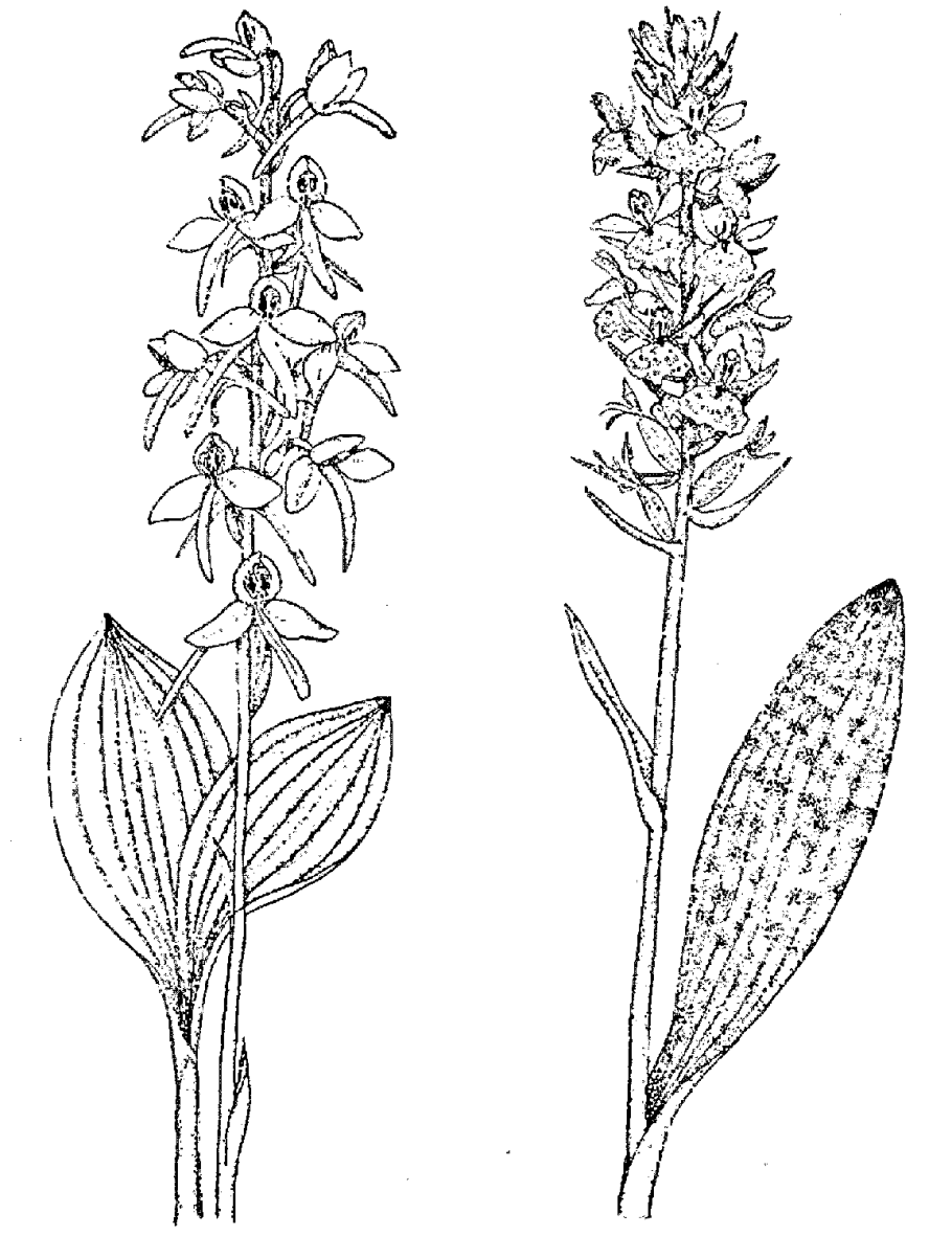 Любка зеленоцветковая