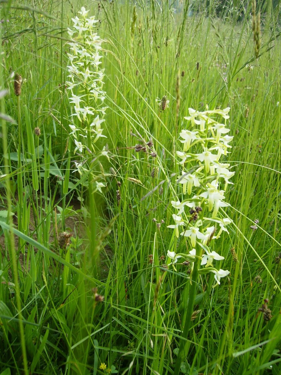 Любка зеленоцветковая Platanthera chlorantha