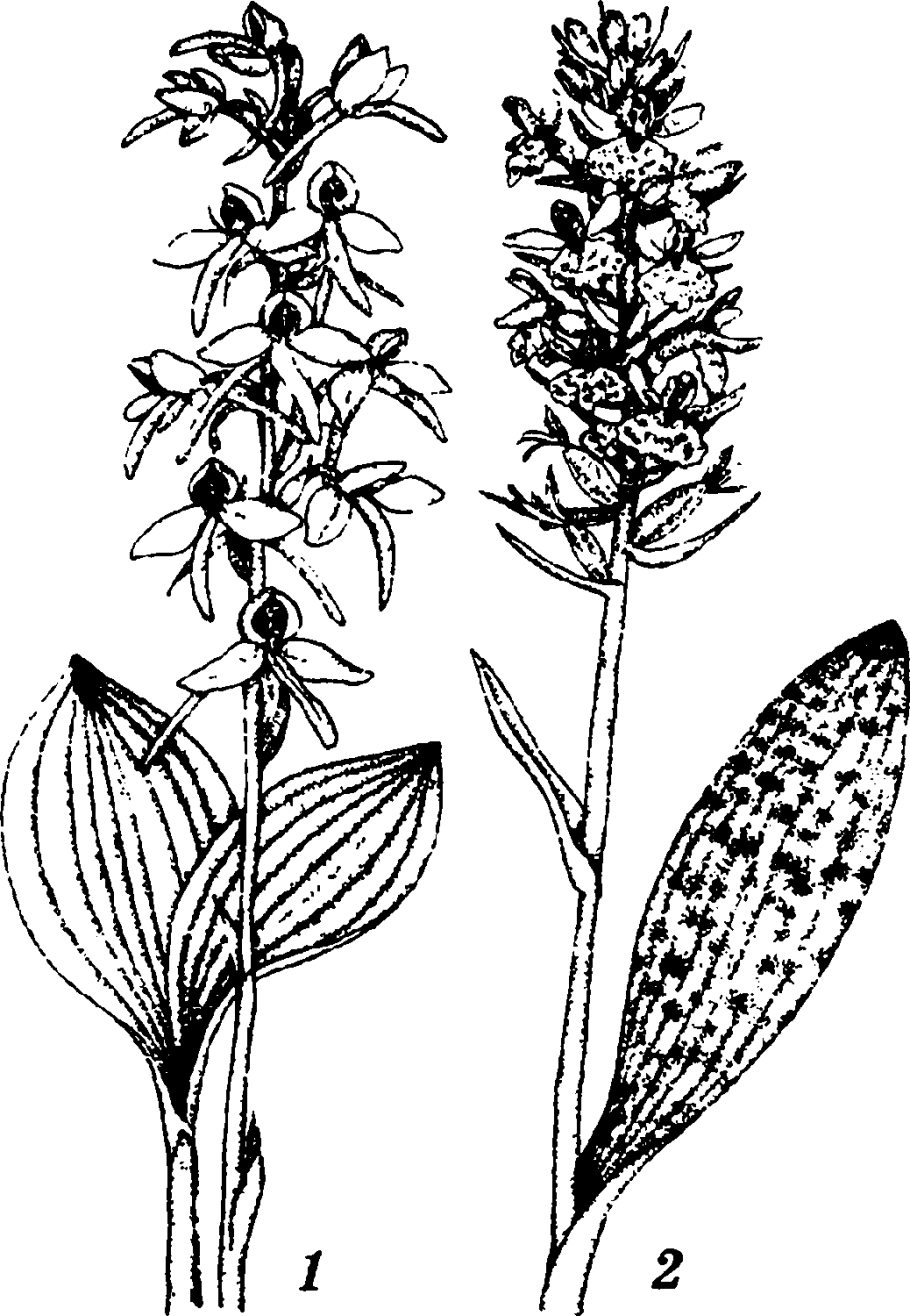 Орхидея Любка двулистная