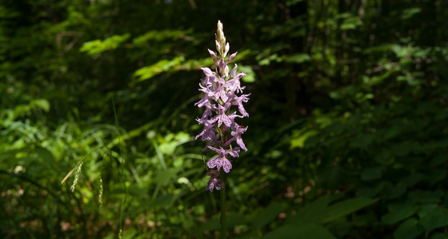 Орхидея Лесная Любка зеленоцветковая