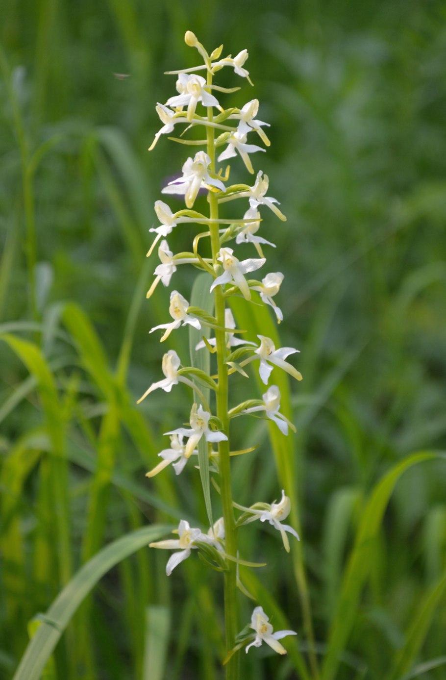 Любка двулистная (Platanthera bifolia)