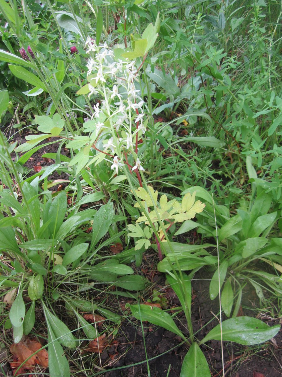 Любка двулистная тычинки