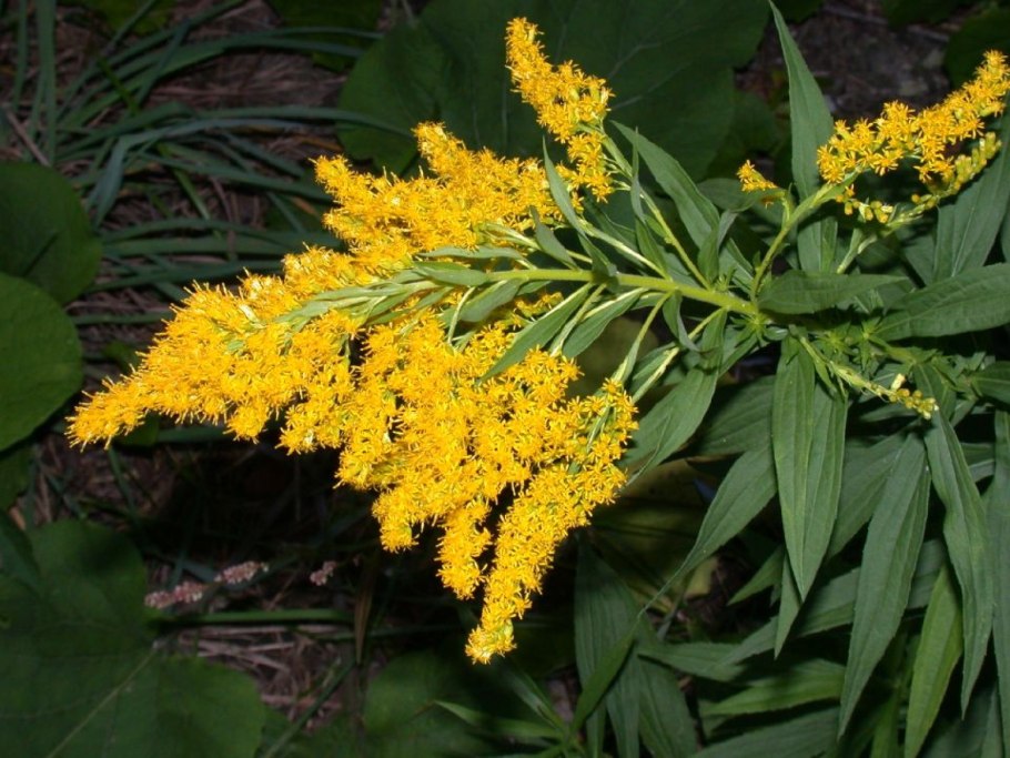 Золотарник Даурский (Solidago dahurica)
