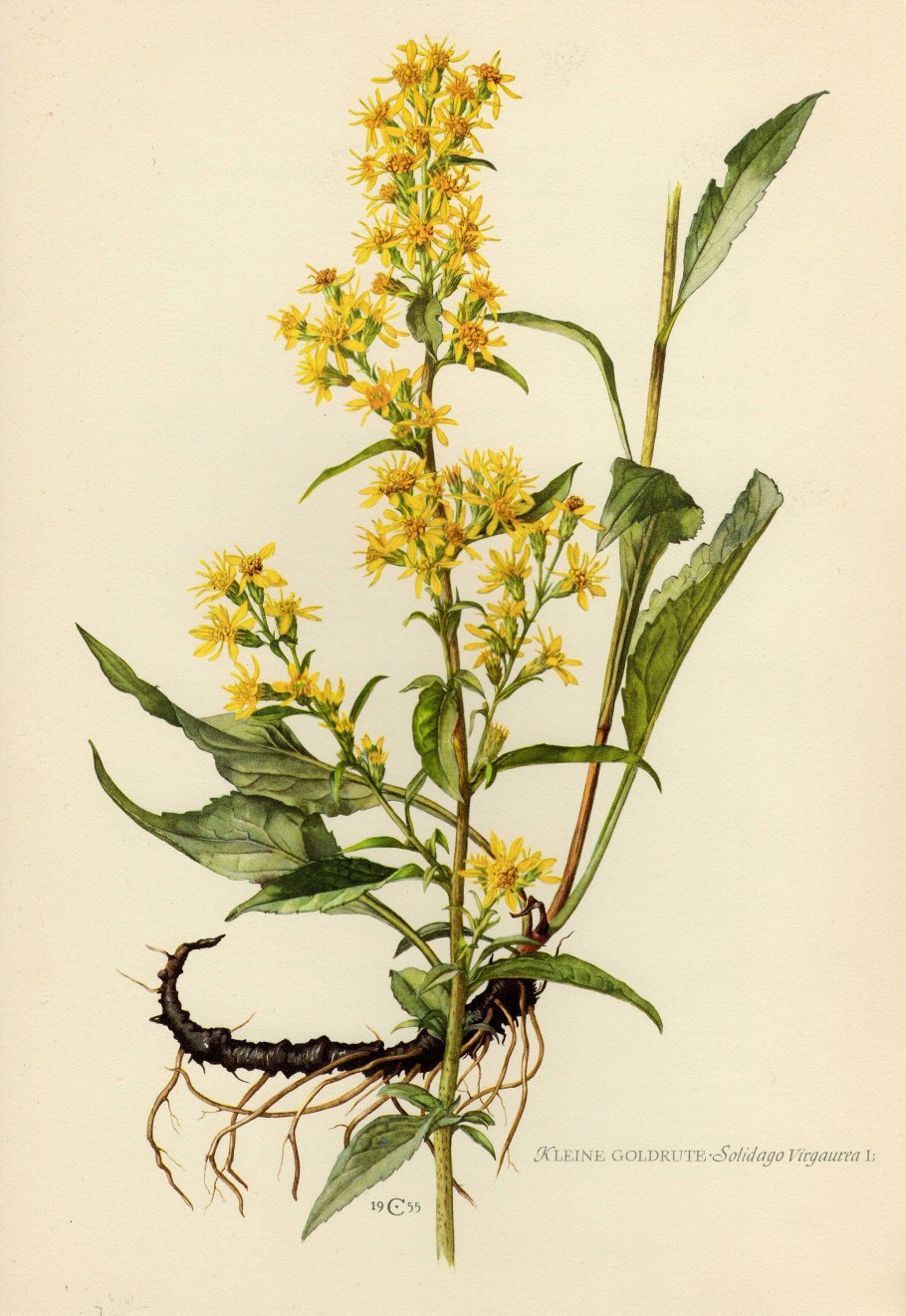 Золотарник (Solidago) Goldkind