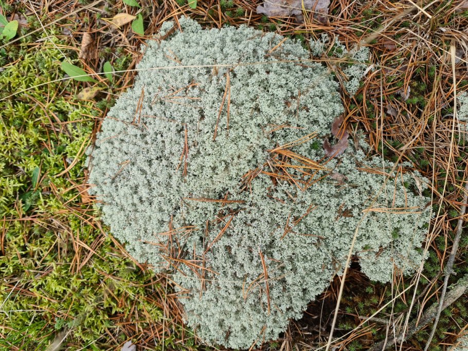 Ягель чипсы