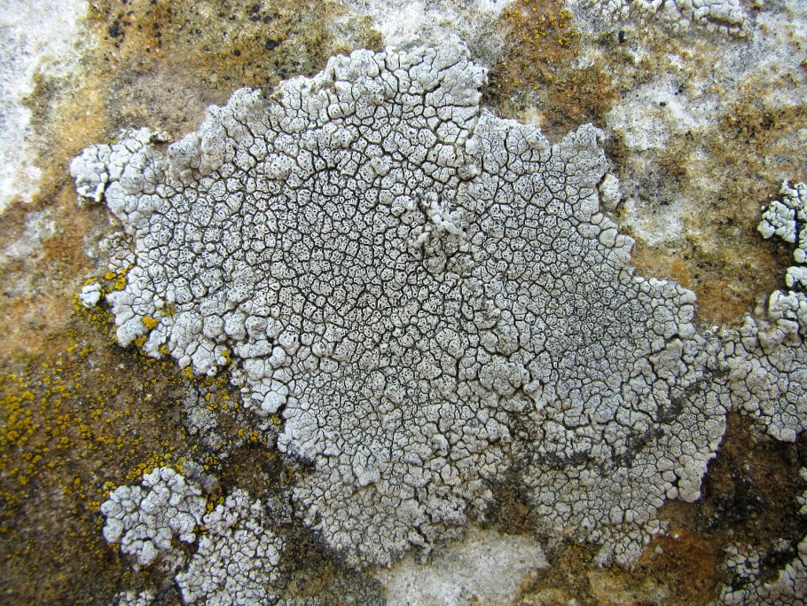 Аспицилия съедобная