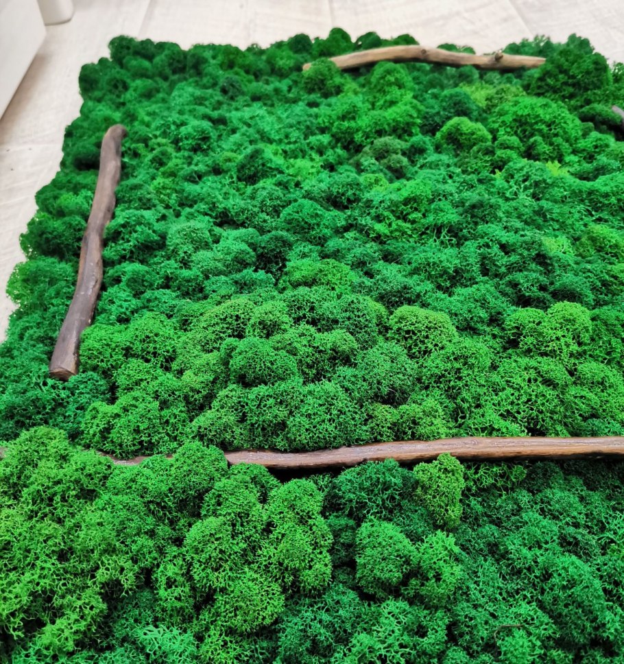 Лишайник аспицилия съедобная