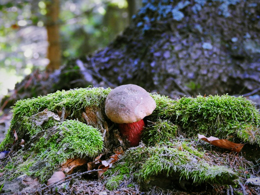 Кладония Арктическая