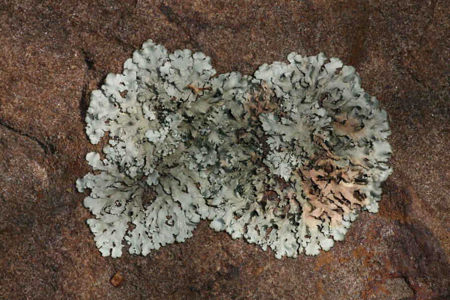 Белые грибы в Карелии