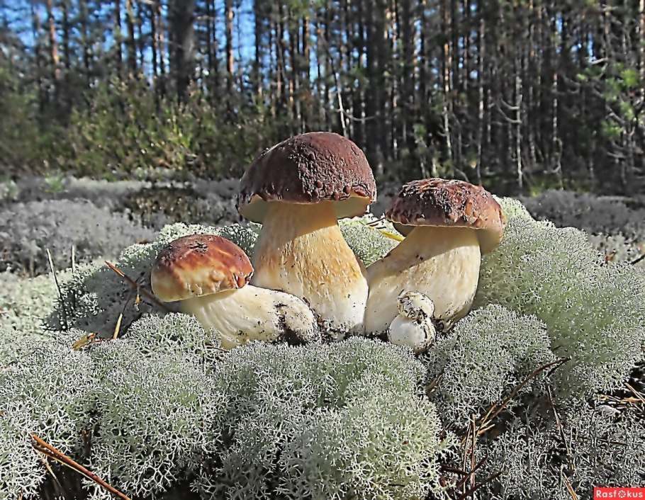 Кладония Лесная