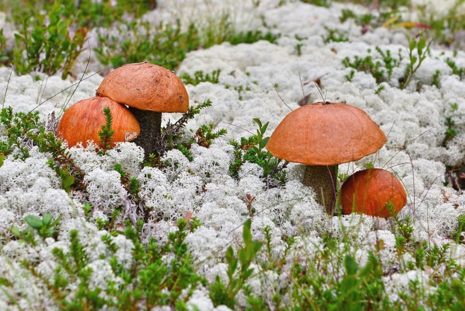 Умбиликария лишайник