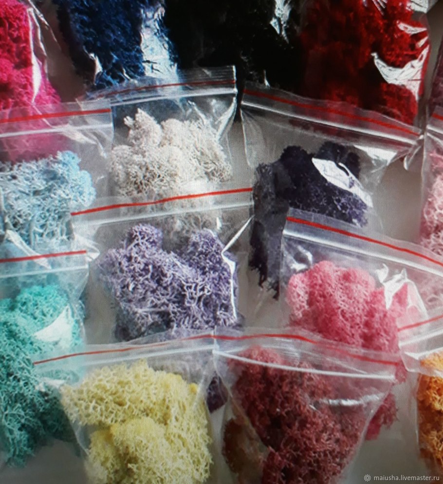 Пармелия грубоморщинистая