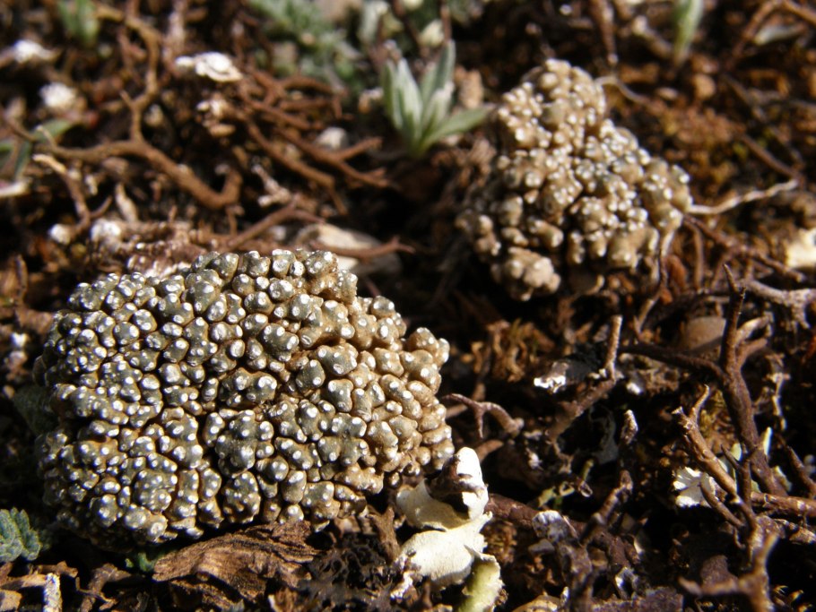 Кладония приальпийская