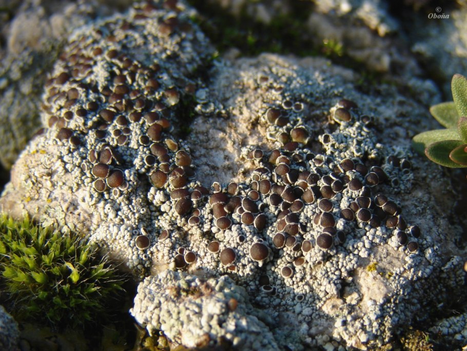 Леканора съедобная