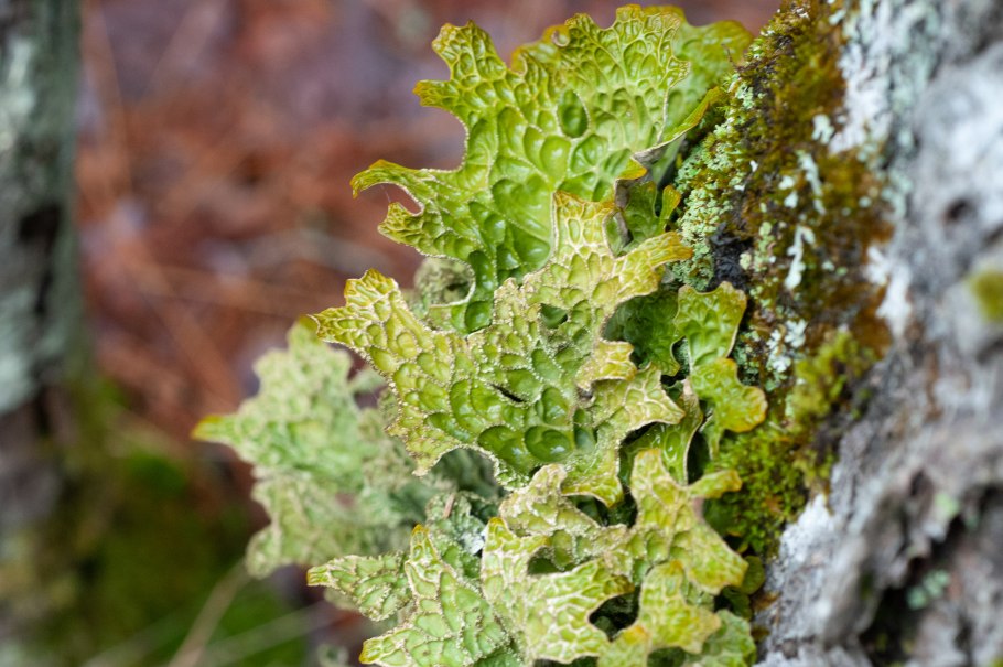 Ягель растение