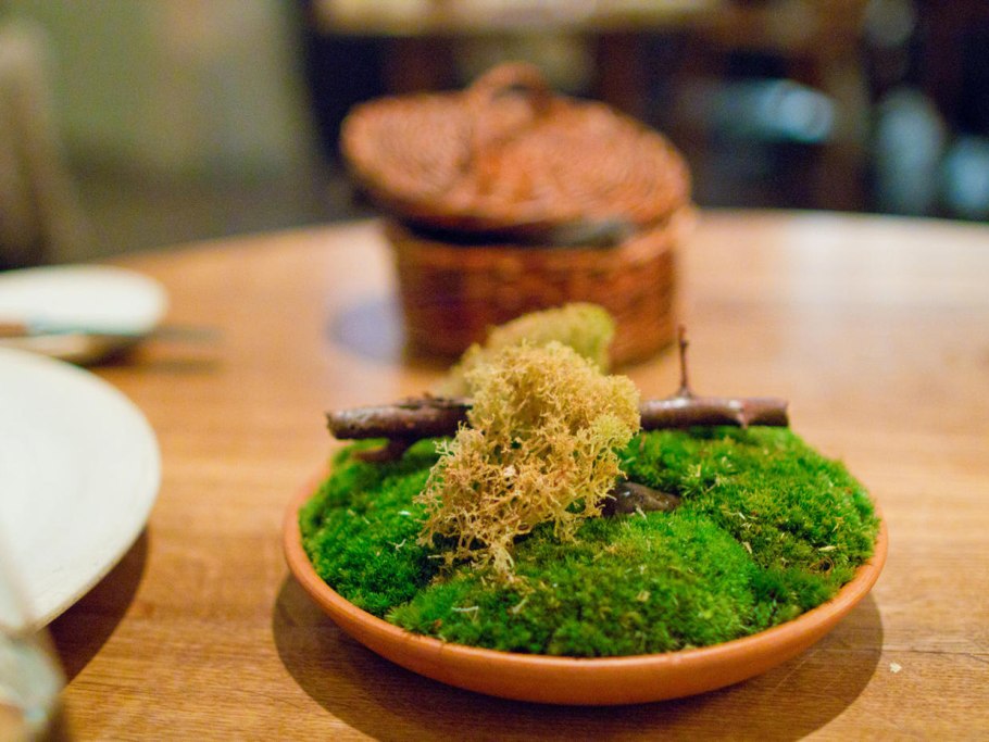 Гриб ежевик коралловидный